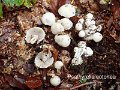 Psathyrella cotonea-amf1589-1